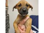 Adopt Anakin a Mixed Breed (Medium) / Mixed dog in Rancho Santa Fe