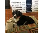 Adopt Amos a Black - with White Beagle / Mixed dog in Chantilly, VA (38630762)