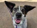 Adopt Patch a White Brittany / Mixed dog in Tucson, AZ (38684877)