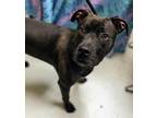 Adopt Chip a American Pit Bull Terrier / Mixed dog in Lexington, KY (38684699)