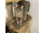 Adopt Princess a Brown Tabby Domestic Shorthair / Mixed (short coat) cat in