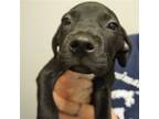 Adopt Abnar a Mixed Breed (Medium) / Mixed dog in Rancho Santa Fe, CA (38684244)