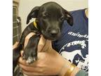 Adopt Arlie a Mixed Breed (Medium) / Mixed dog in Rancho Santa Fe, CA (38684242)