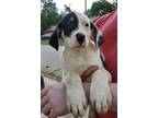 Adopt Harvey a Hound (Unknown Type) / Mixed dog in El Dorado, AR (38677754)