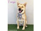 Adopt Tanya a Tan/Yellow/Fawn - with White Labrador Retriever / Husky / Mixed
