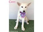 Adopt Gwen a Tan/Yellow/Fawn - with White Labrador Retriever / Husky / Mixed dog