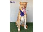 Adopt Ruby a Tan/Yellow/Fawn - with White Labrador Retriever / Mixed dog in San
