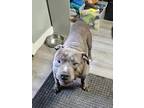 Adopt Chopper a Gray/Blue/Silver/Salt & Pepper American Staffordshire Terrier /