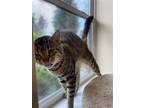 Adopt Cedar a Brown Tabby Domestic Shorthair / Mixed (short coat) cat in