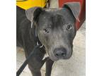 Adopt Russell a Gray/Blue/Silver/Salt & Pepper American Pit Bull Terrier / Mixed