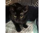 Adopt Pretty a Domestic Short Hair