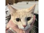 Adopt Goose (MC)- mother a Domestic Short Hair