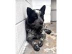 Adopt Walker a Merle Australian Cattle Dog / Mixed dog in Weatherford
