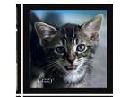 Adopt Teddy Boy a Domestic Shorthair / Mixed cat in Hamilton, GA (38657118)