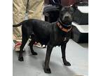 Adopt Ellie a American Pit Bull Terrier / Mixed dog in Hamilton, GA (38681214)