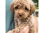 Mutt Puppy for sale in Atmore, AL, USA