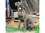 Adopt Benny a Brindle Mixed Breed (Medium) / Mixed dog in Madisonville