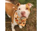 Adopt Betty Boop a White - with Tan, Yellow or Fawn Mixed Breed (Medium) / Mixed