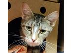 Adopt Gecko a Domestic Shorthair / Mixed cat in Lexington, KY (38641547)