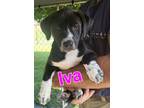 Adopt Iva a Gray/Blue/Silver/Salt & Pepper Hound (Unknown Type) / Mixed dog in