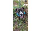 Adopt Brody a Brown/Chocolate - with White Boxer / Terrier (Unknown Type