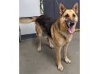 Adopt Jackson a German Shepherd Dog / Mixed dog in Tulare, CA (38680218)