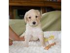 Goldendoodle Puppy for sale in Yellville, AR, USA