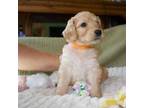 Goldendoodle Puppy for sale in Yellville, AR, USA