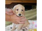 Goldendoodle Puppy for sale in Yellville, AR, USA