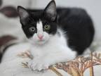 Adopt Jeepers (The Caroline Kittens) a Black & White or Tuxedo Domestic