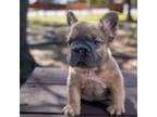 French Bulldog Puppy for sale in Orlando, FL, USA