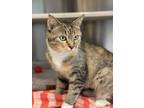 Adopt Brittany a Brown Tabby Domestic Shorthair (short coat) cat in Peace Dale