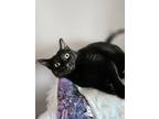 Adopt Sola a Domestic Shorthair / Mixed cat in Stouffville, ON (38679163)