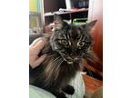 Adopt Sugar a Brown Tabby Domestic Longhair / Mixed (long coat) cat in Elk