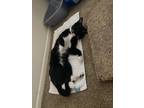 Adopt Reggie a Black & White or Tuxedo Domestic Shorthair / Mixed (short coat)