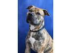 Adopt Tater a Mastiff / American Pit Bull Terrier / Mixed dog in Gloversville