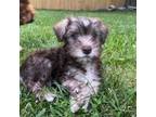 Schnauzer (Miniature) Puppy for sale in Silver Spring, MD, USA