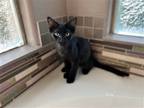 Adopt Cash Pawston a All Black Domestic Mediumhair / Mixed (medium coat) cat in