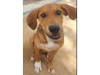 Adopt Lucas a Hound (Unknown Type) / Mixed dog in El Dorado, AR (38677757)