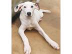 Adopt Sugar a Hound (Unknown Type) / Mixed dog in El Dorado, AR (38677756)