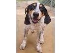 Adopt Lady a Hound (Unknown Type) / Mixed dog in El Dorado, AR (38677755)