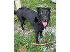 Adopt Bretta a Black Shepherd (Unknown Type) / Mixed dog in DuQuoin