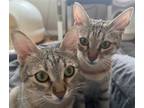 Adopt Ceviz a Brown Tabby Domestic Shorthair / Mixed (short coat) cat in Los