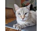 Adopt Saffy a Tiger Striped Siamese / Mixed cat in Austin, TX (38677605)