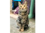 Adopt RoseMary a Domestic Shorthair / Mixed (short coat) cat in EFFINGHAM