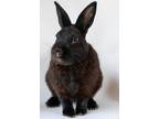 Adopt Archie a Dwarf / Mixed rabbit in Castlegar, BC (38676917)