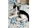 Adopt Sazerac a Black & White or Tuxedo Domestic Shorthair / Mixed (short coat)