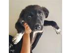 Adopt Morgan a Mixed Breed (Medium) / Mixed dog in Rancho Santa Fe