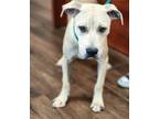 Adopt Marcel a Tan/Yellow/Fawn Labrador Retriever / Mixed dog in Hilton Head