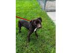 Adopt Hershey a Black - with White Pit Bull Terrier / Mixed dog in Crete